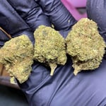 Top Strain cannabis
