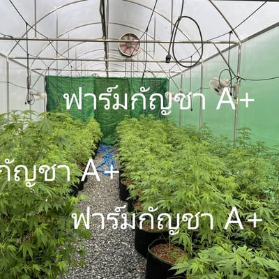 ฟาร์มกัญชา HMP ต้นกล้า ช่อดอก กัญชาปลีก-ส่ง product image