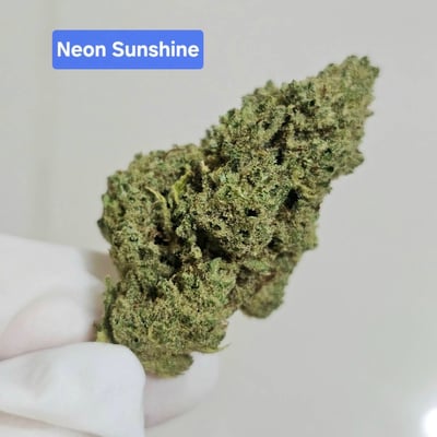 Neon Sunshine 🌞 (TOP-SIZE)