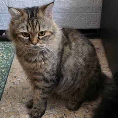 TermGun product image