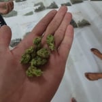 The High cat cannabis