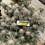 Setthakit Farm Cannabis
