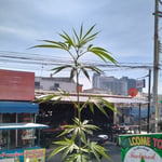 Feelgood 13 | Best Weed in Pattaya