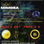 Mimosa Buy 1 Get 1 Free!!