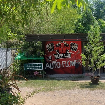Buffalo Flower Tattoo,Shop product image
