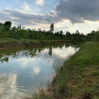 Cannabis Sa Kaeo Farm product image