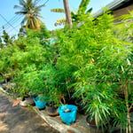 Cannabis Ubon/สวนเจ้าสัว พิบูล อุบล