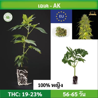 Cannabis cutting (clone) AK