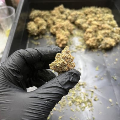 ร้านกัญชาสวนหลวง Onepercent.Organic Cannabis shop product image
