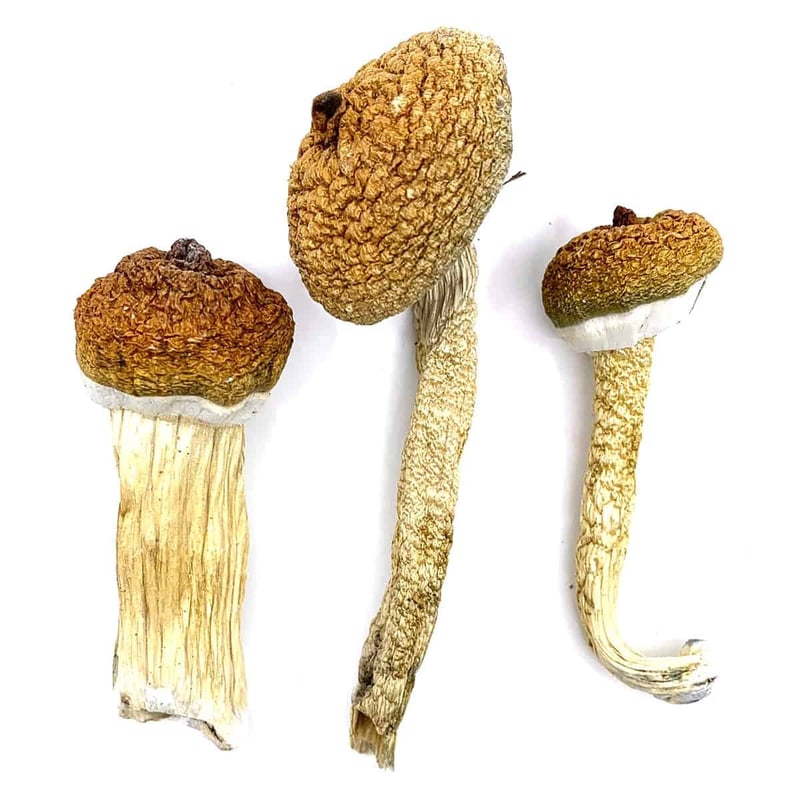 Blue Meanies Magic Mushrooms At Cannabalize Baba - Cannabis Shop ...