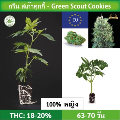 Cannabis cutting (clone) Green Scout Cookies