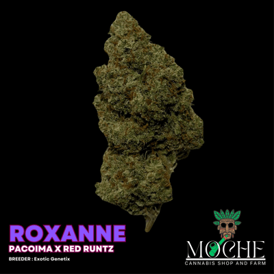 Roxanne ( Pacoima x Red Runtz)