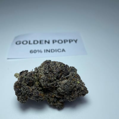 Golden Poppy