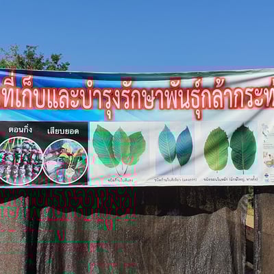 กัญชา อุตรดิตถ์ (Boy Edition-Page) product image