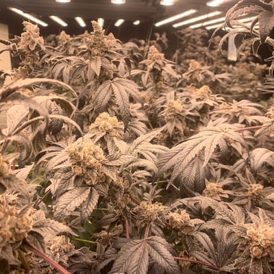 Rolling joint farm Quality flowers product image