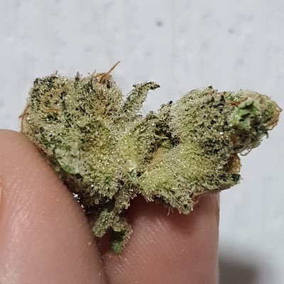 HUGHES BUD product image