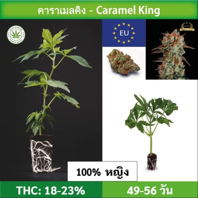 Cannabis cutting (clone) Caramel King