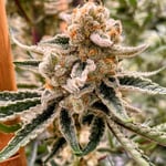 MikeBuds Cannabis Farm&Dispensary 華人大麻