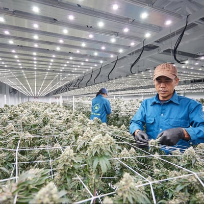 Solar Farm Thailand (Cannabis Wholesaler and Retailer) ร้านกัญชาขายส่ง/ปลีก product image