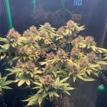 CBG Khaosan by Buddy Grow (Cannabis Dispensary) 大麻
