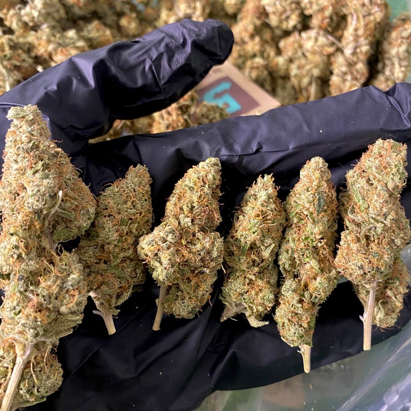 Gushers mints ️ Cannabis Flower at FunDee Farm 帆迪大麻農場 ฝันดี ฟาร์ม ดอก