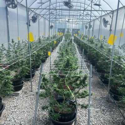 Global Partner Cannabis Farm product image