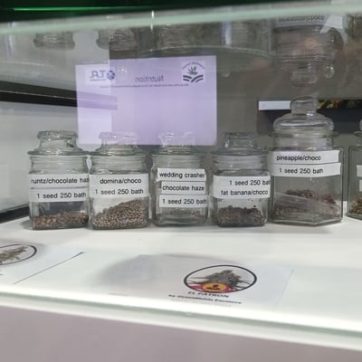We have 24 different home breeded strains..all regular seeds ..