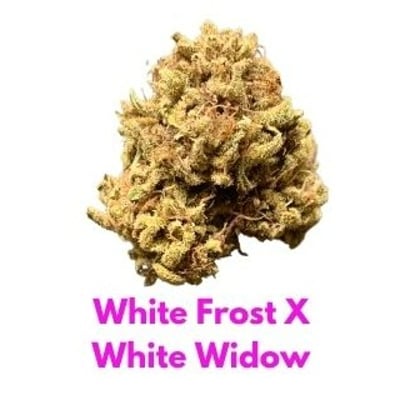 White Frost White Widow