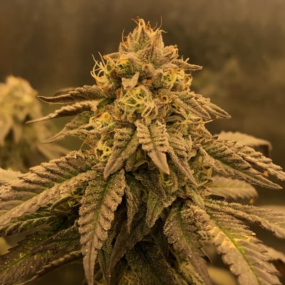 สวนลุงคง สาขาราชบุรี product image