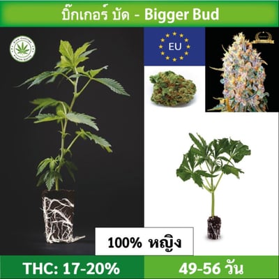 Cannabis cutting (clone) Bigger Bud