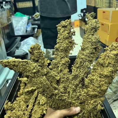 Gar x Ran cannabis product image