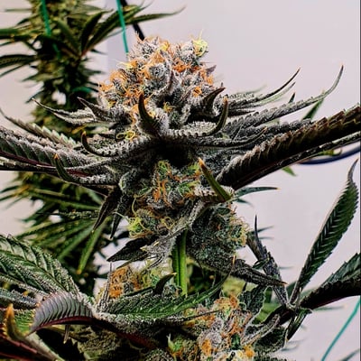 HUGHES BUD product image