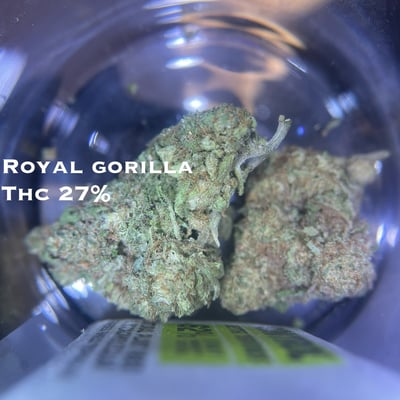 Royal gorilla 