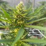 Global Partner Cannabis Farm
