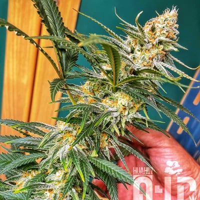 Huahin Kale-Biz (Weed) product image