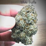 White Truffle 