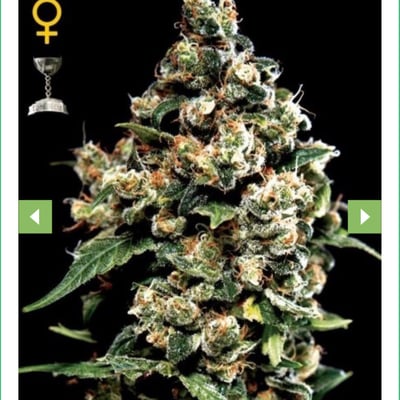 Jack Herer