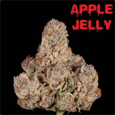 APPLE JELLY [HYBRID]