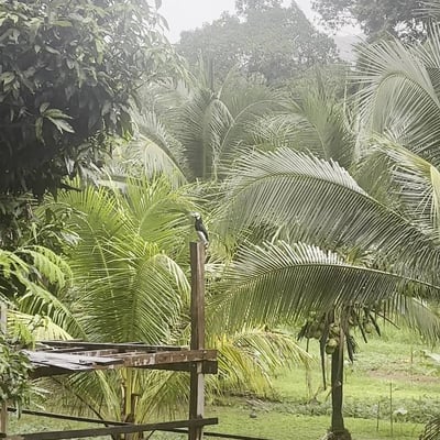 Ryan's Cannabis shop 420 product image