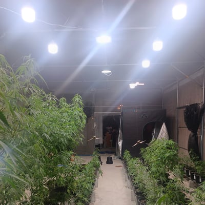 Worawan Cannabis Organic Farm product image