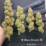 Blue Dream