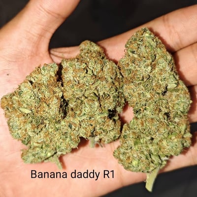 Banana daddy R1