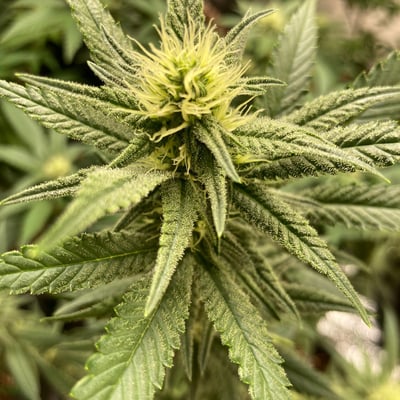 Top Strain 3 by Green KronicK product image
