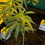 CannaBuri - Weed and Cannabis