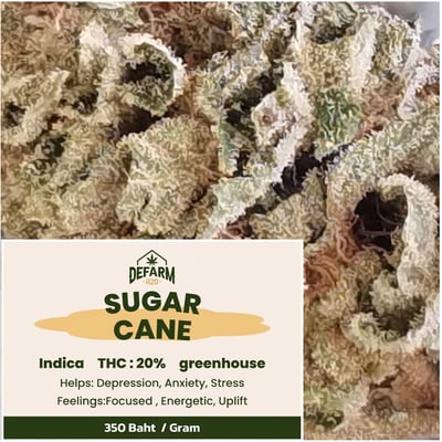 Sugar cane