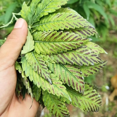 cannabis shops product image