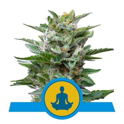 Skunk XL – Skunk 1 Semi di Cannabis - Royal Queen Seeds