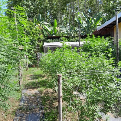 Thechef Grower Farm & Cannabis shop