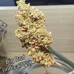 SWEEDD - Cannabis Dispensary (Teparuk Soi srisamit)