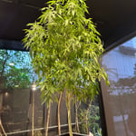 BangkokVibe Cannabis Cafe